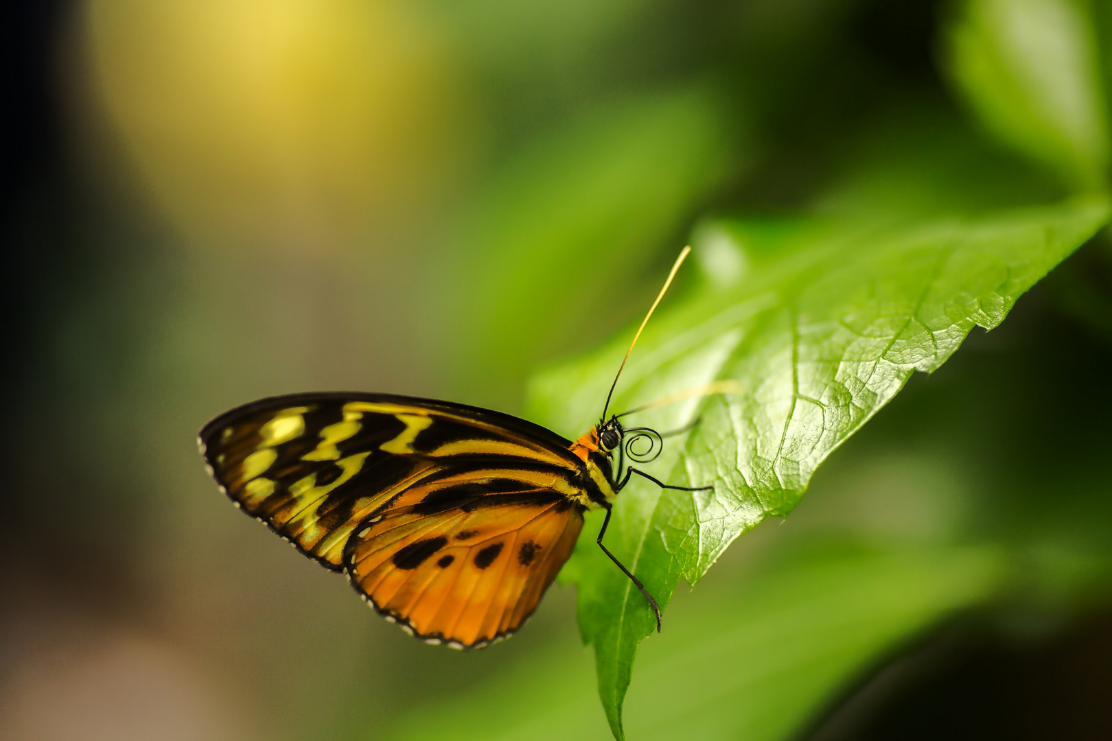 Schmetterling