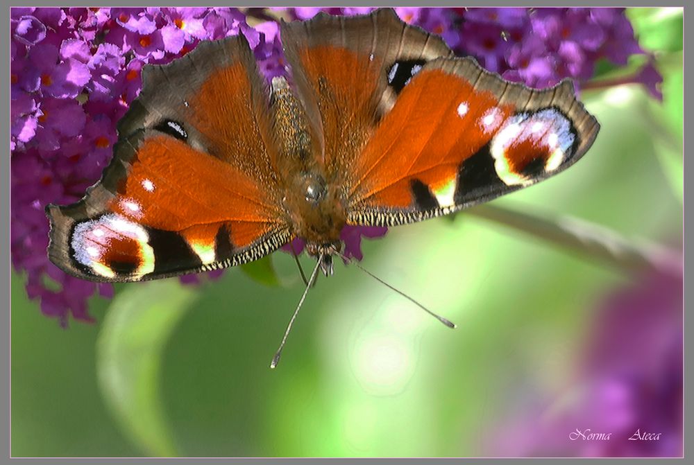 Schmetterling 