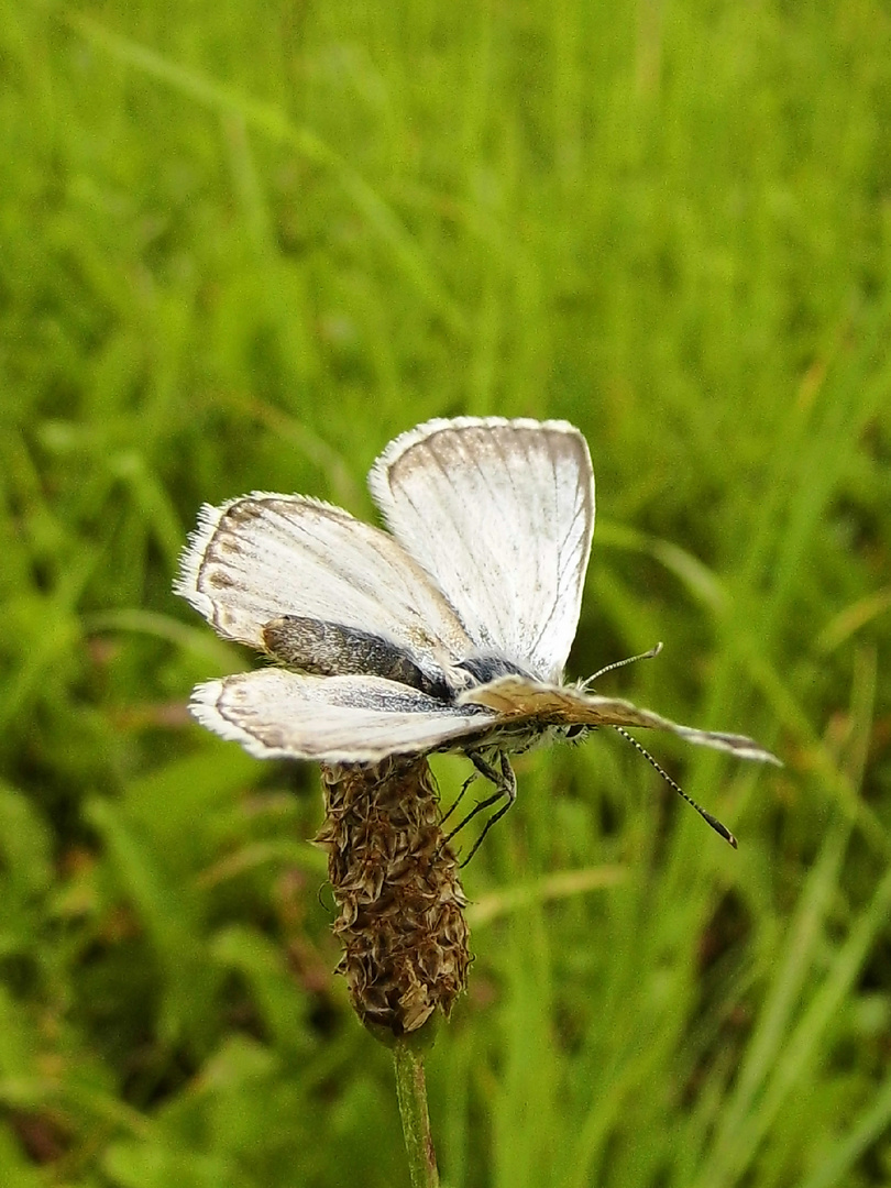 Schmetterling