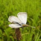 Schmetterling