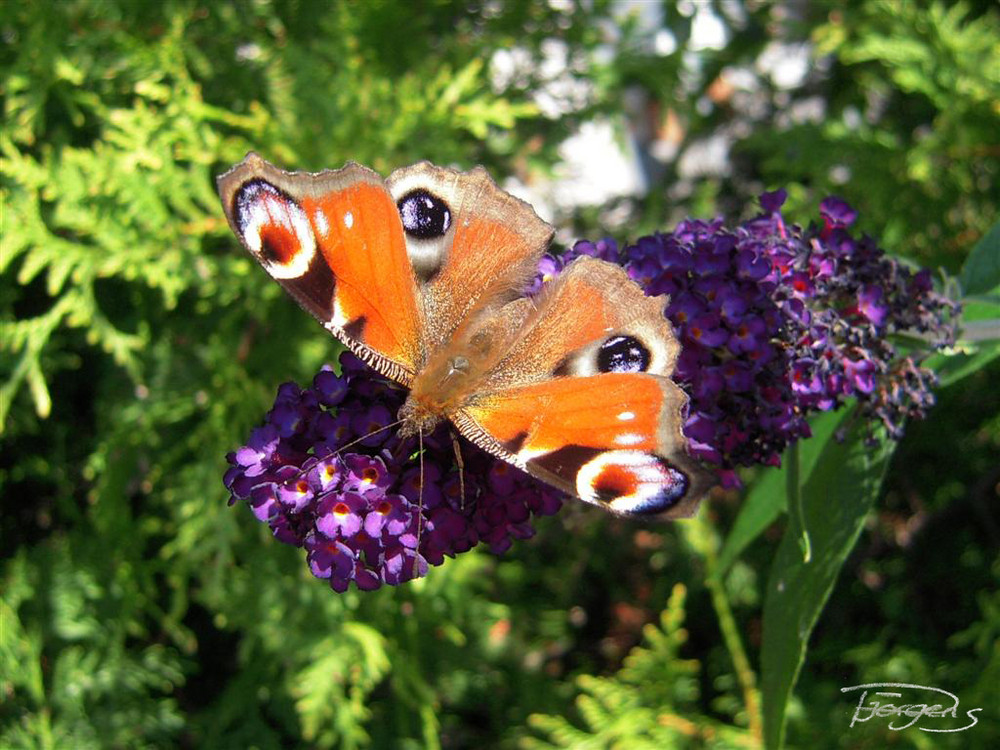 *Schmetterling*