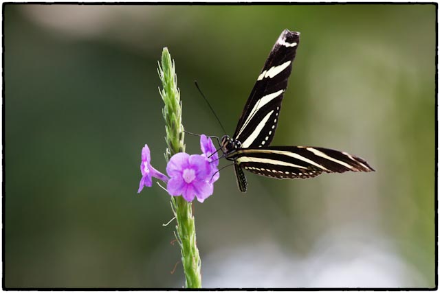 schmetterling