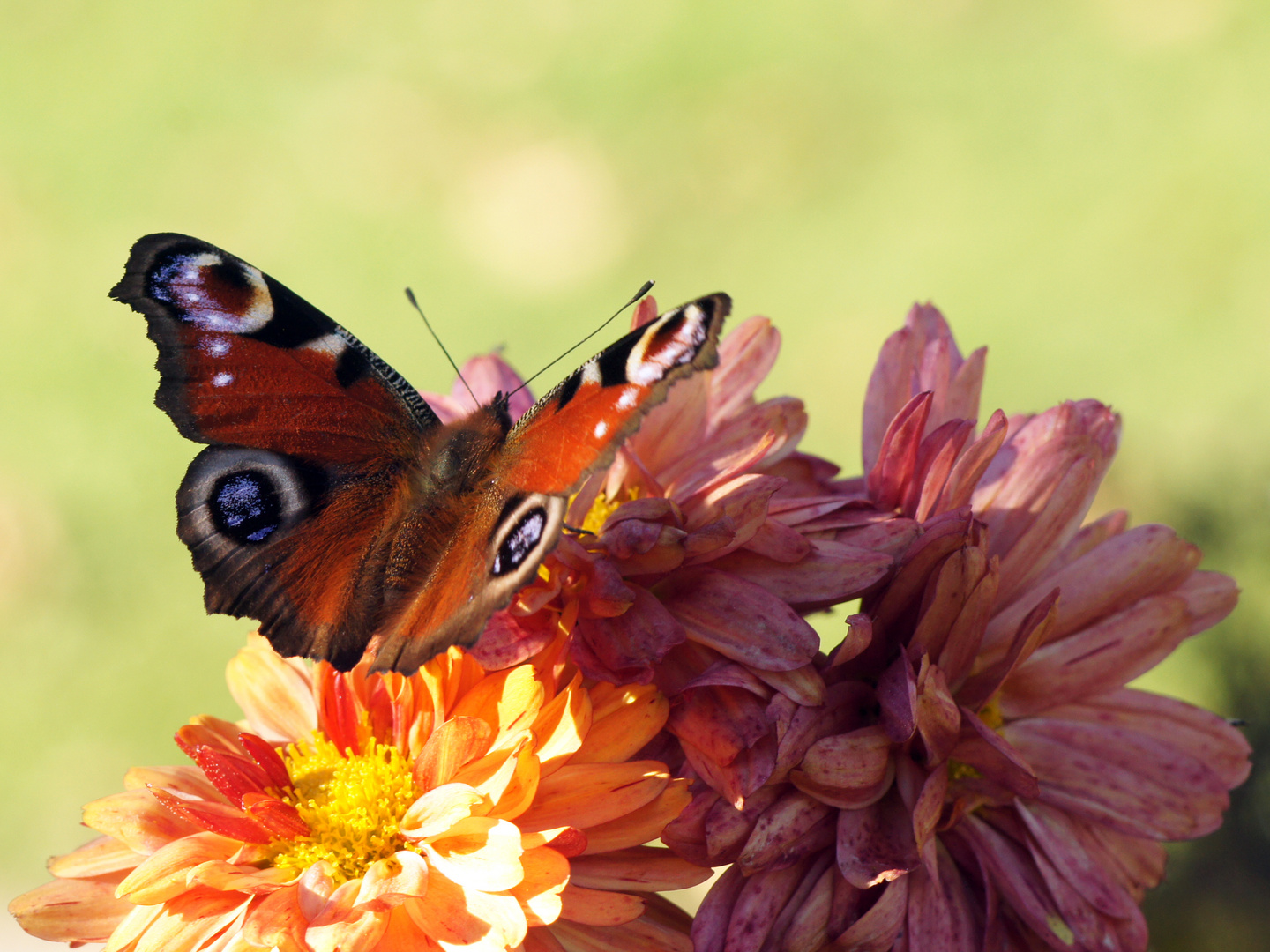 Schmetterling