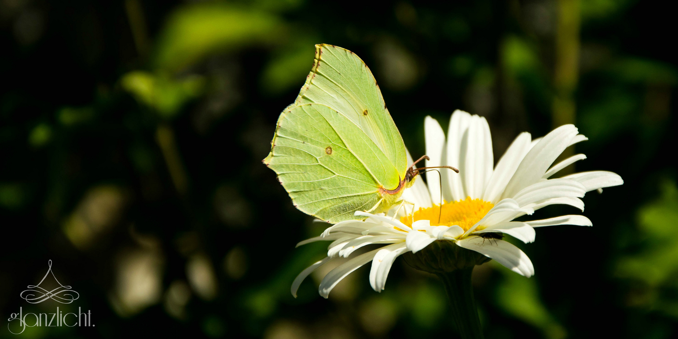 Schmetterling