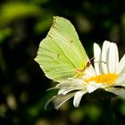 Schmetterling