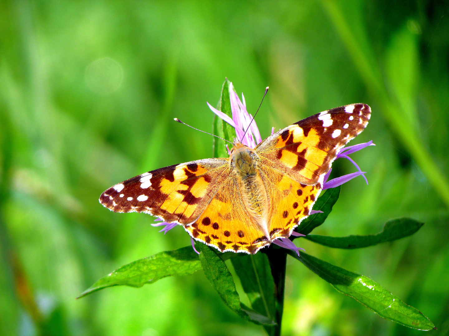 schmetterling