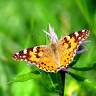 schmetterling