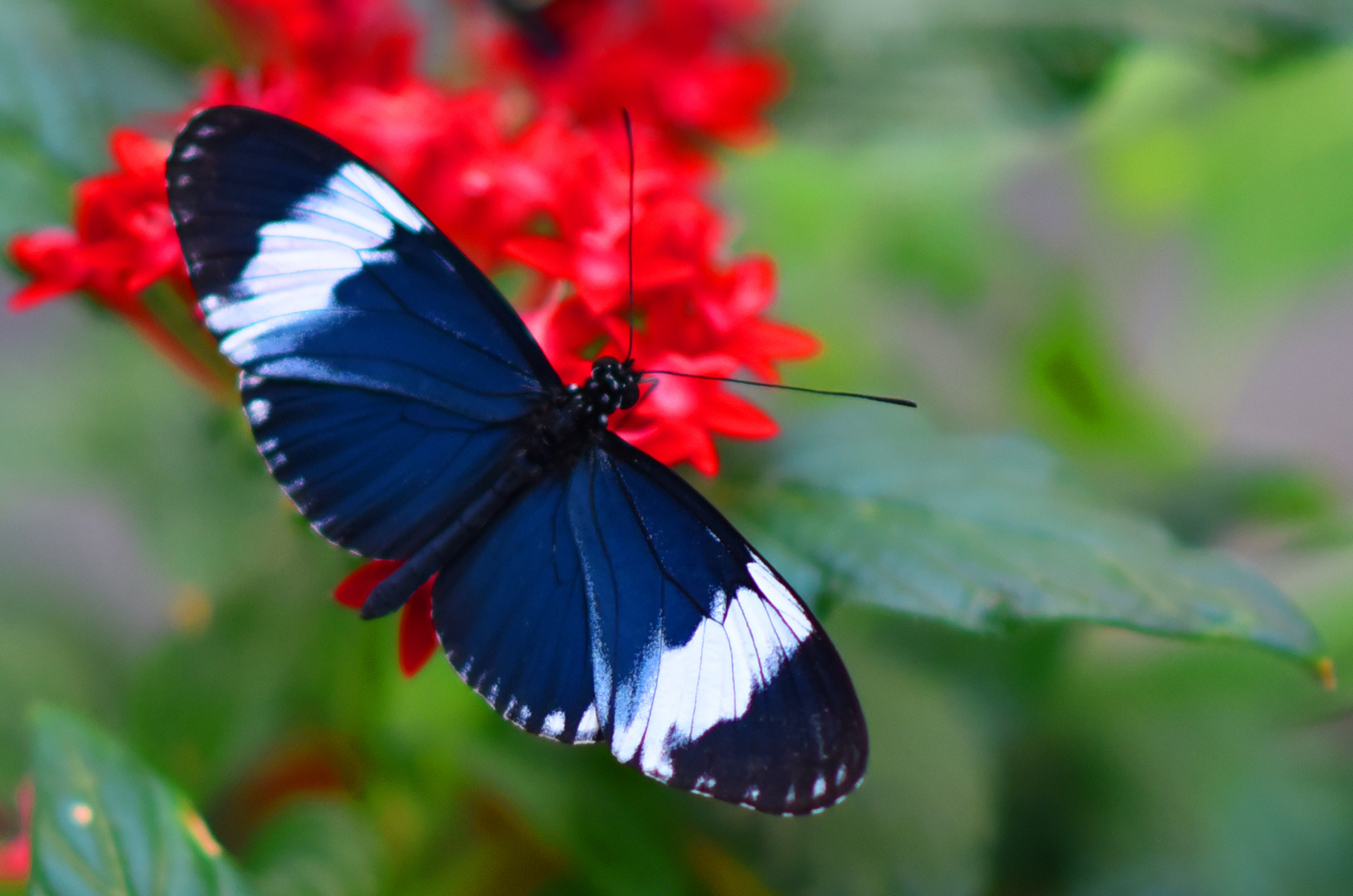 Schmetterling 