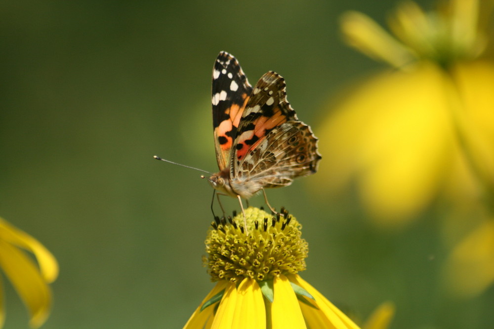 Schmetterling