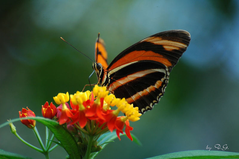 Schmetterling