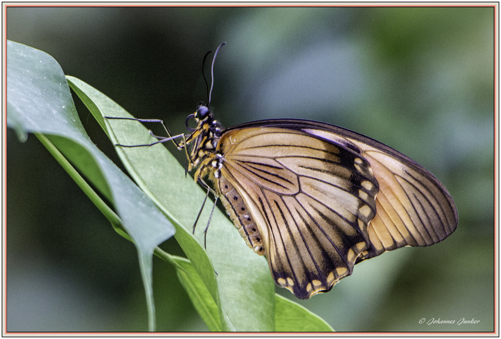 Schmetterling