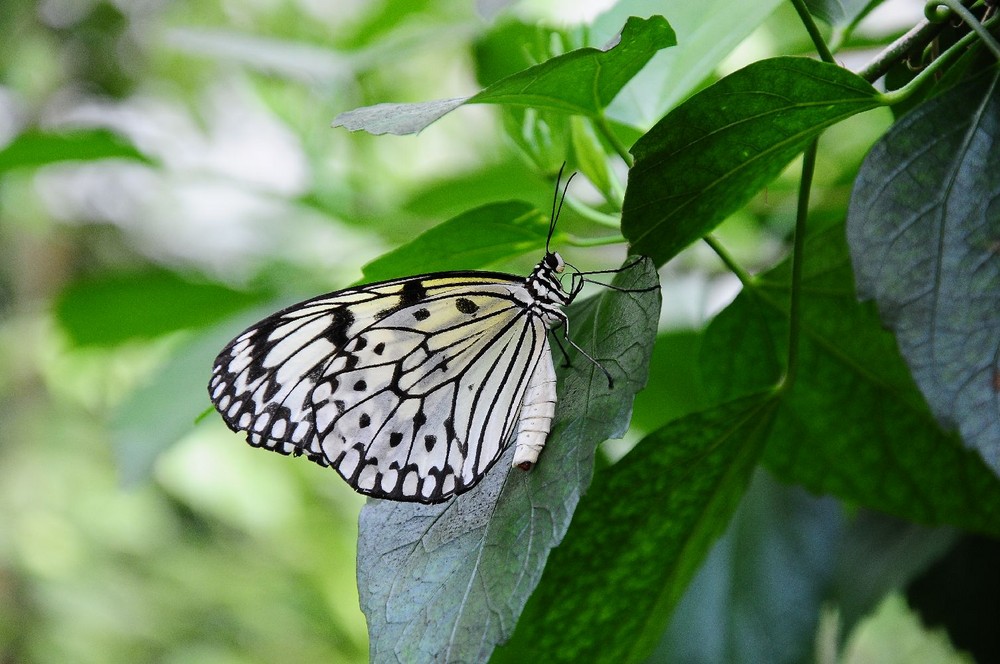 Schmetterling