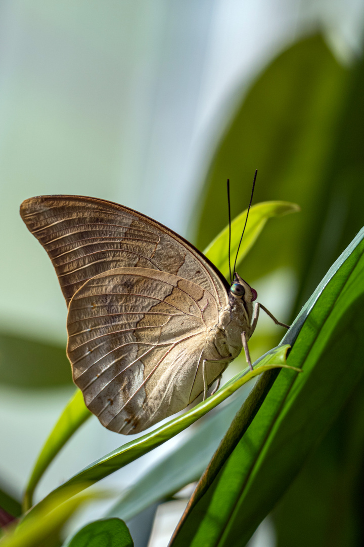 Schmetterling