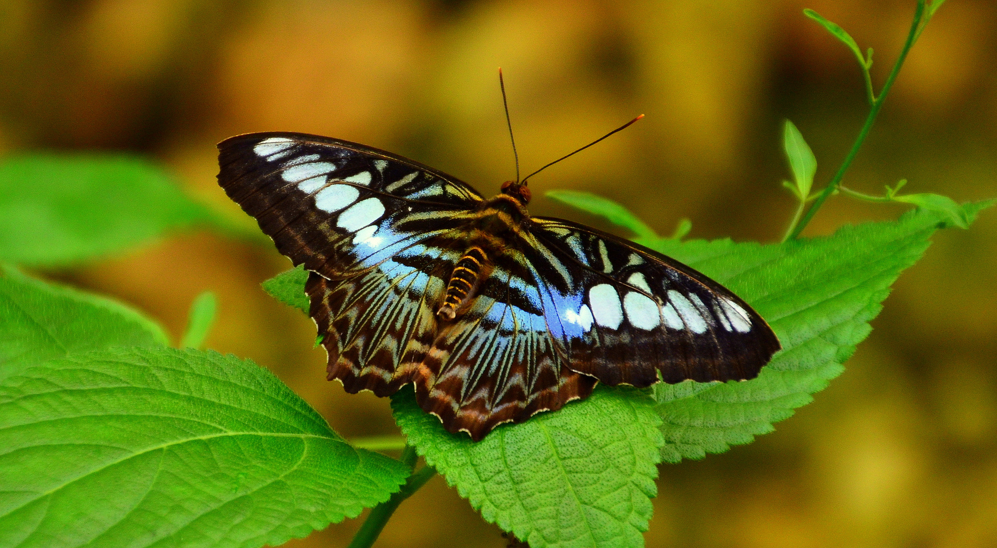 Schmetterling