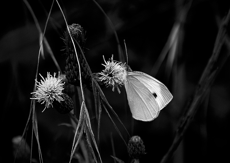 Schmetterling