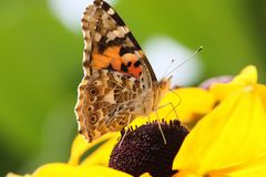 Schmetterling