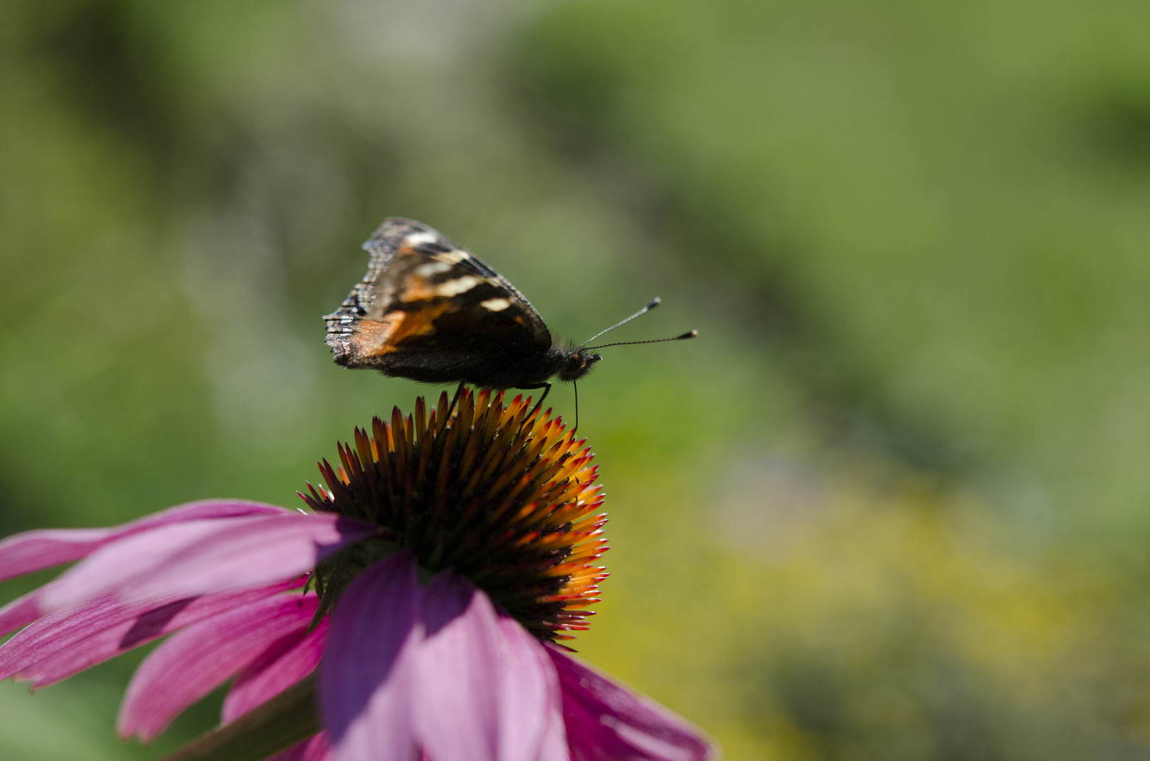 Schmetterling