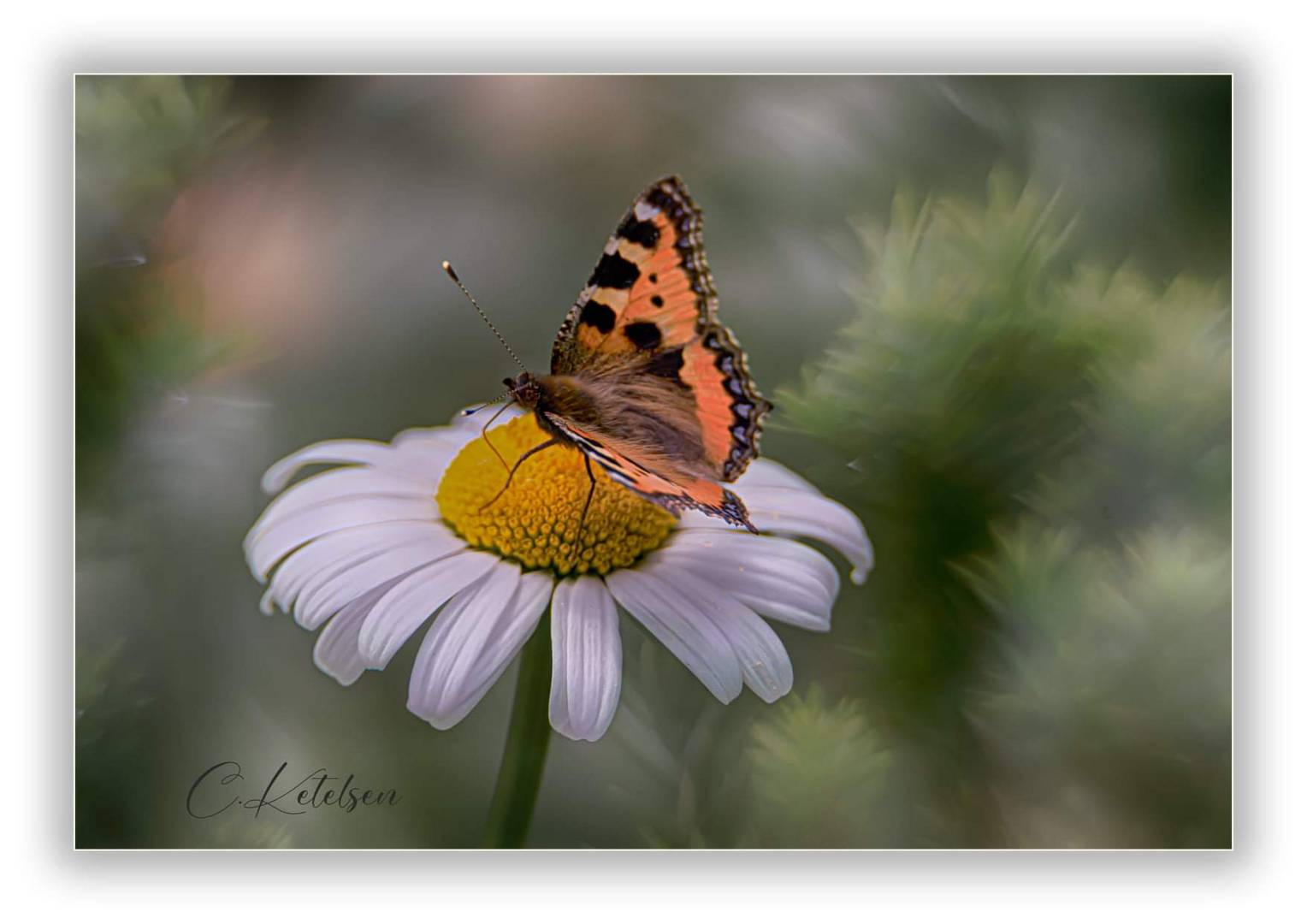 Schmetterling 