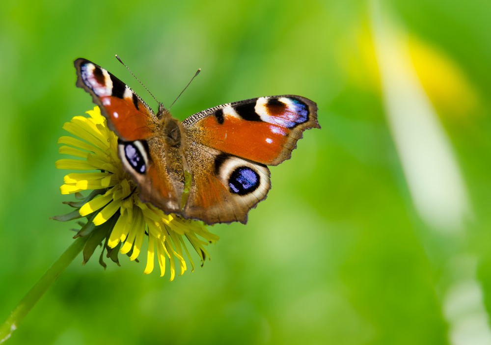 Schmetterling 