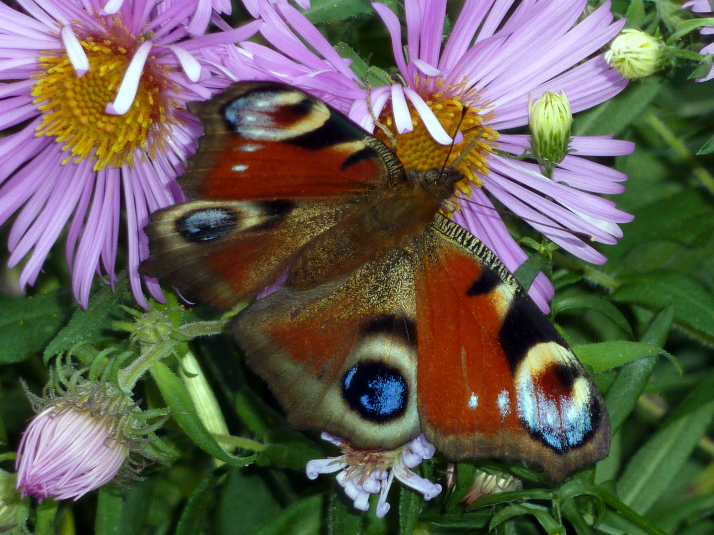 Schmetterling