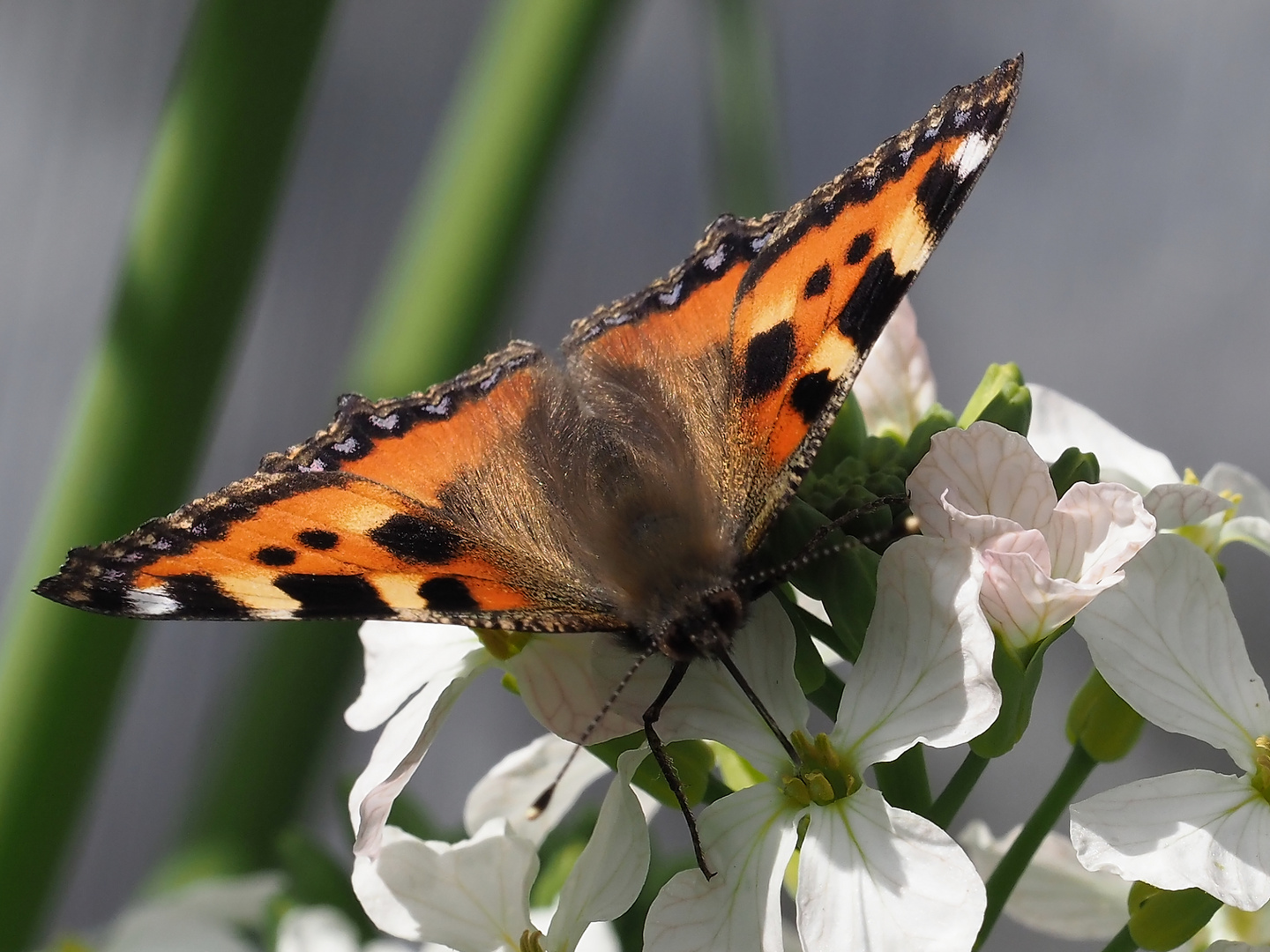 Schmetterling 