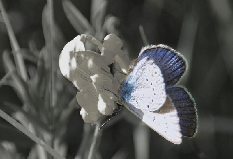 Schmetterling