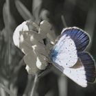 Schmetterling