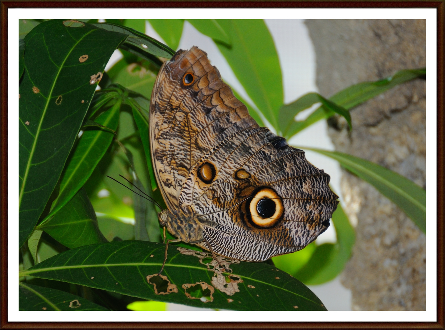 Schmetterling