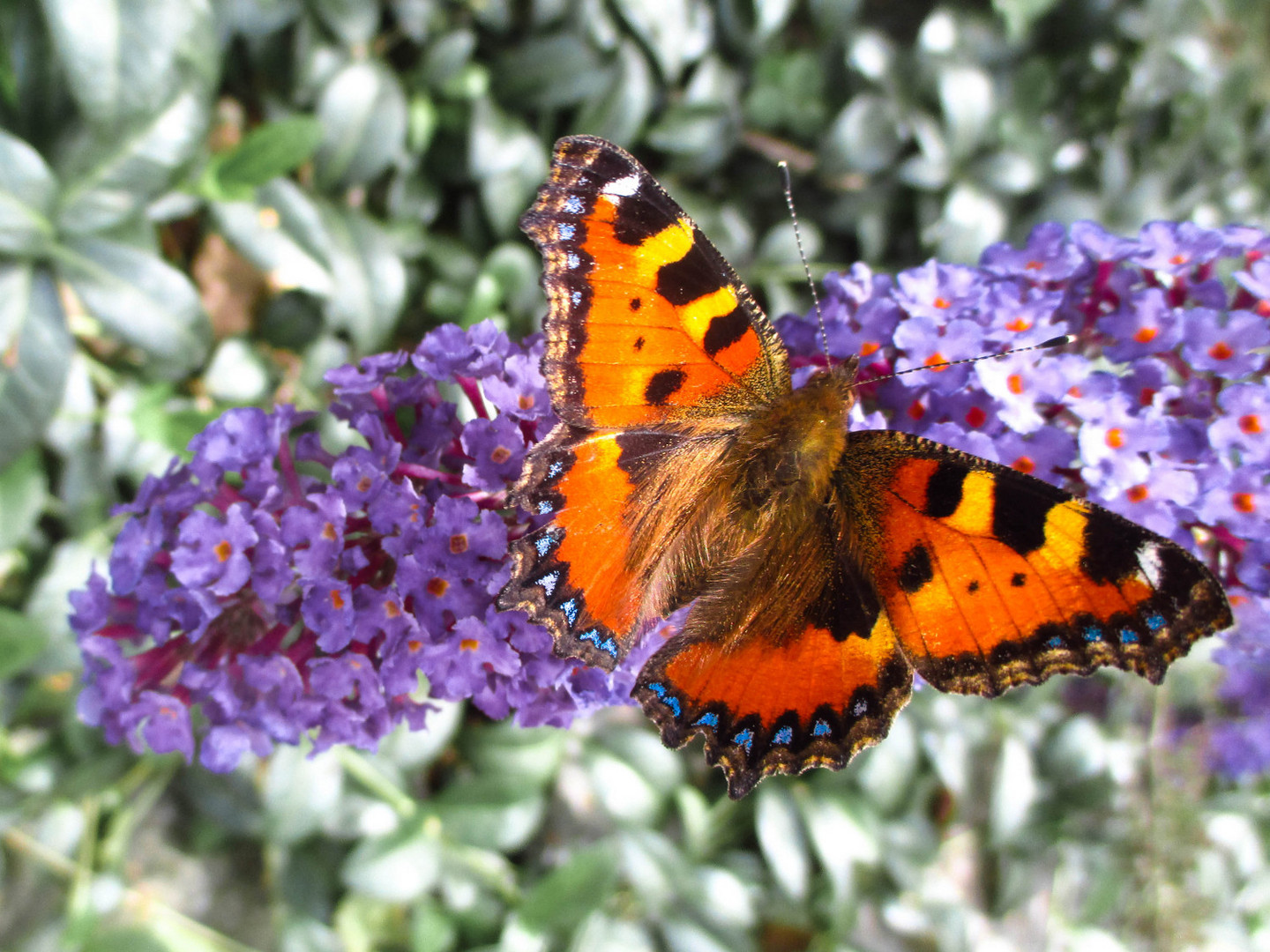 Schmetterling