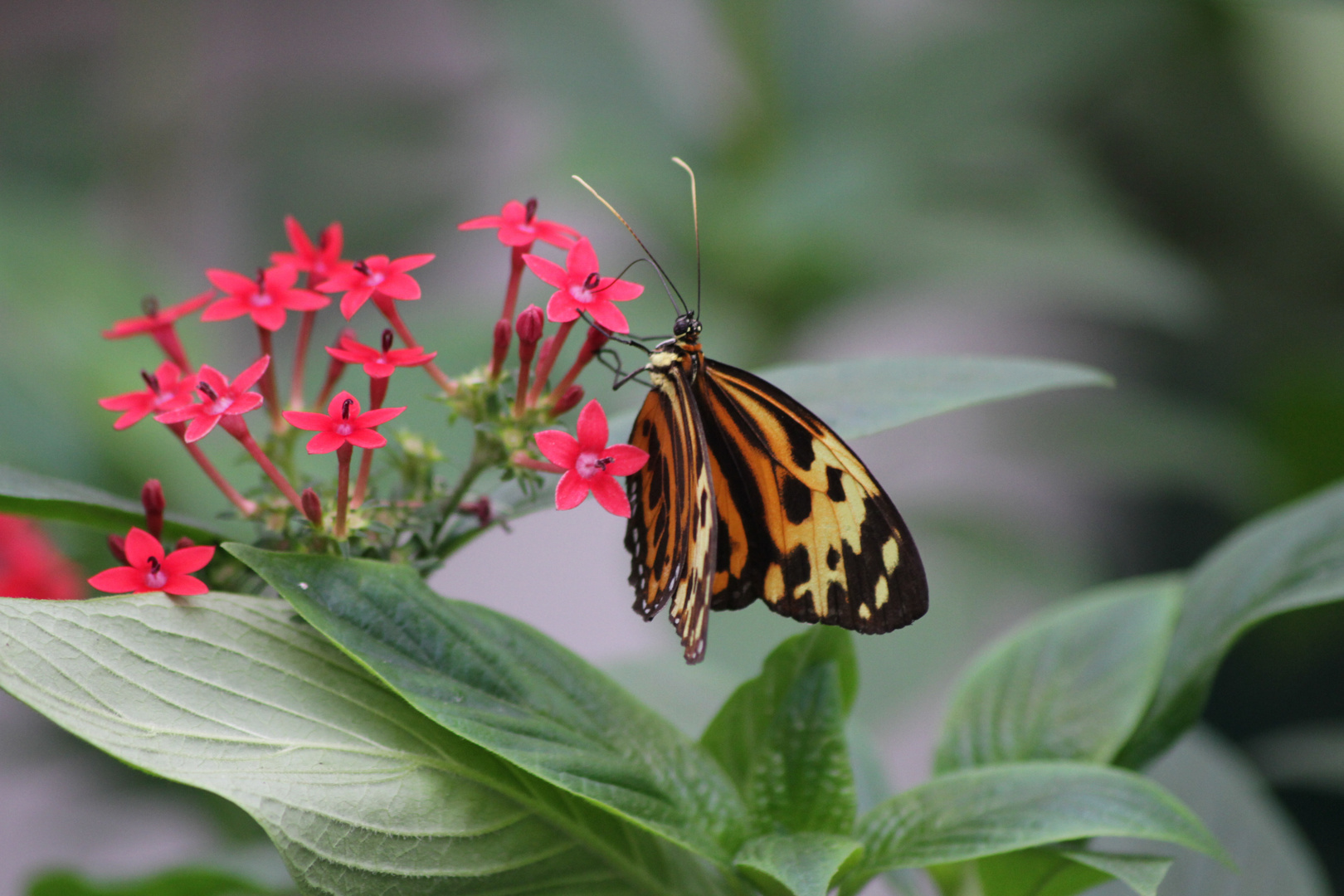 Schmetterling