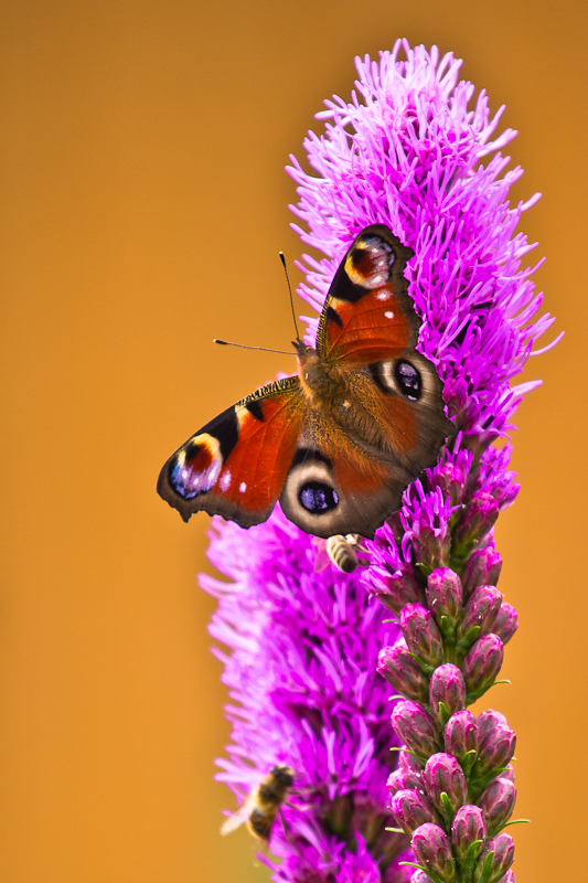 Schmetterling