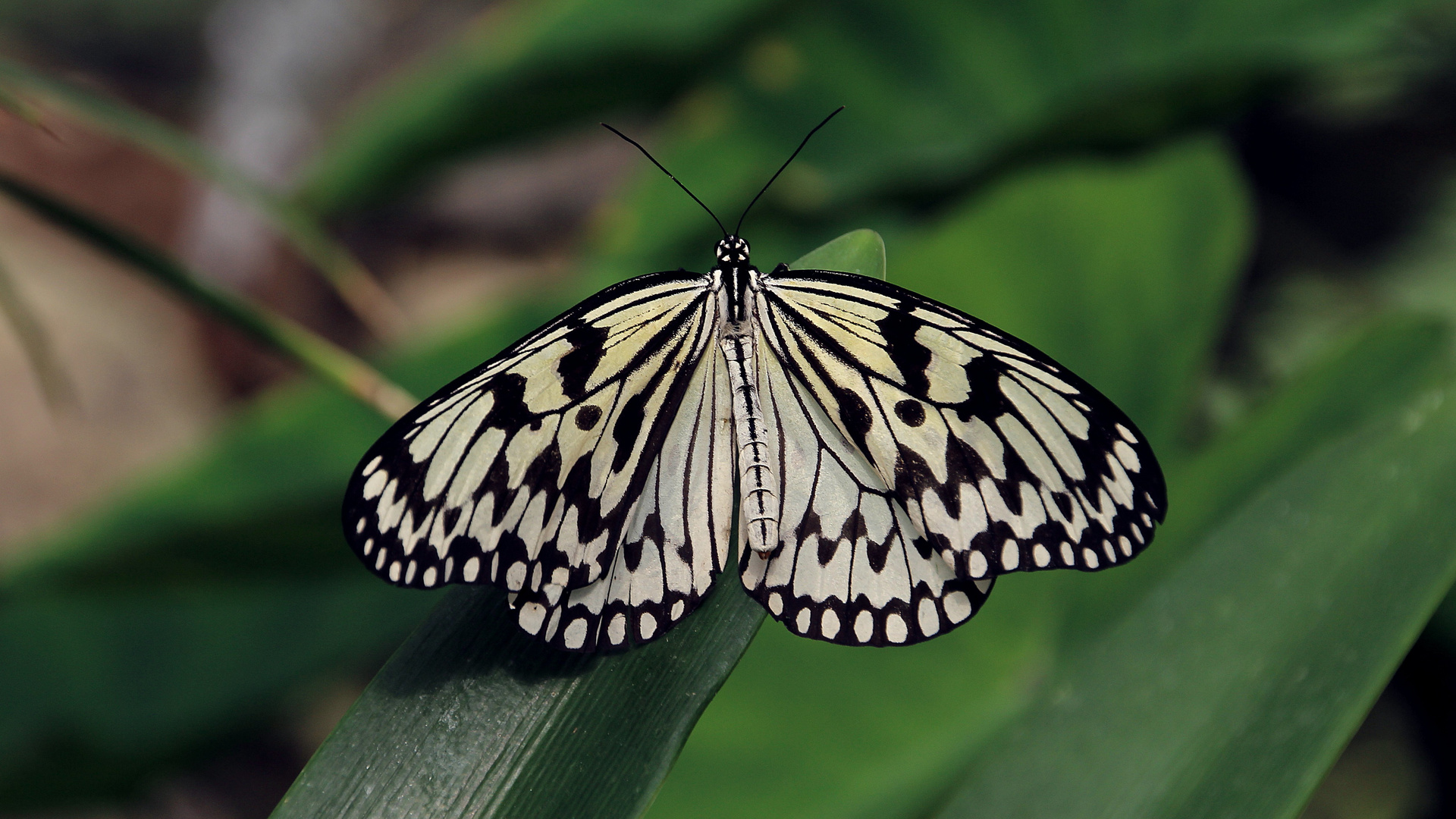 Schmetterling