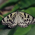 Schmetterling