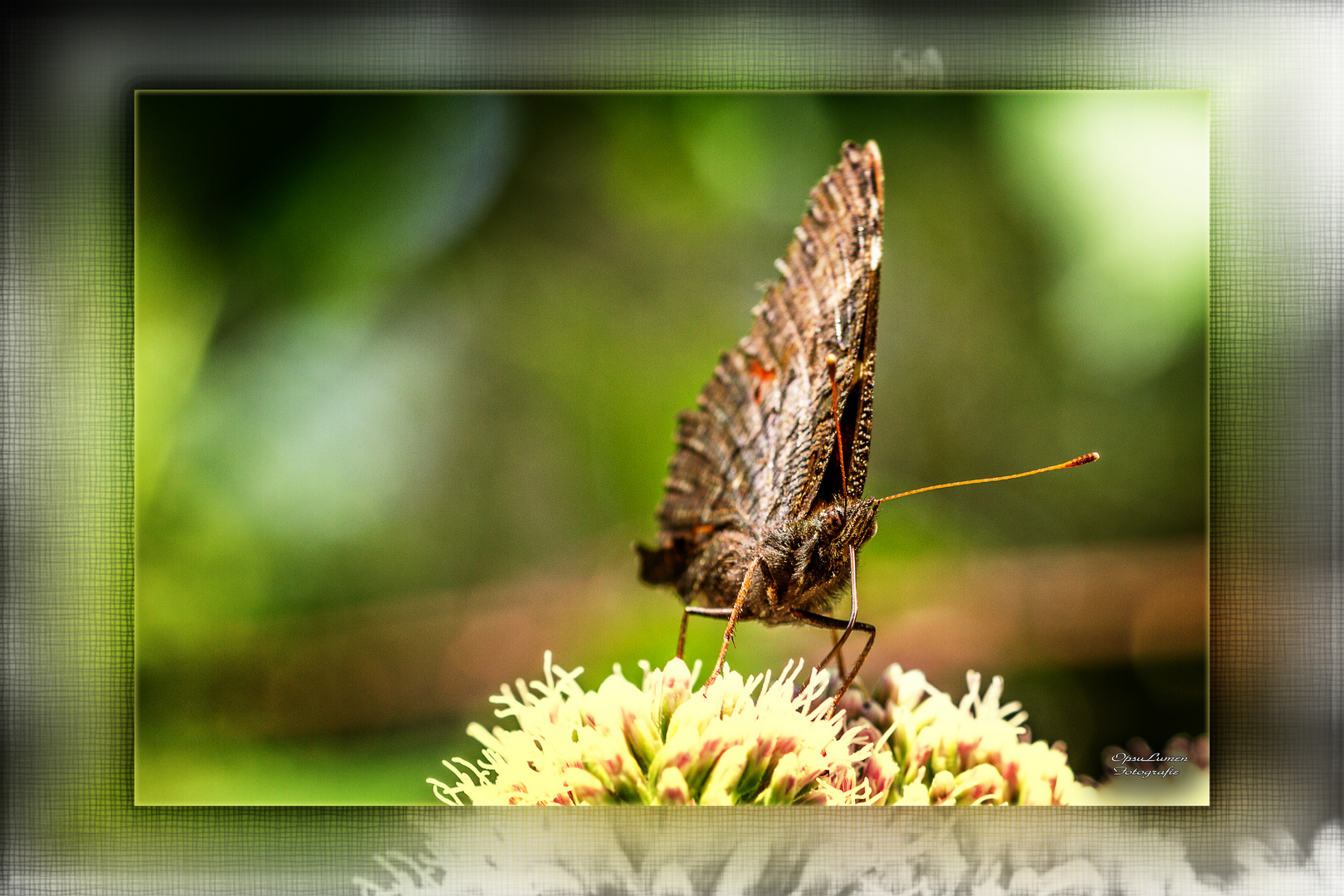 Schmetterling