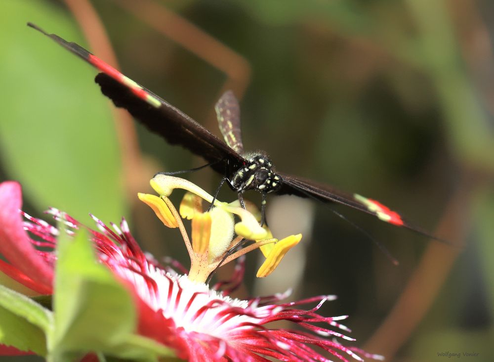 Schmetterling