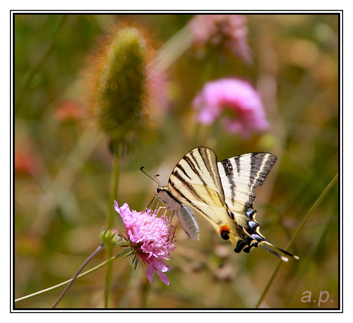 Schmetterling