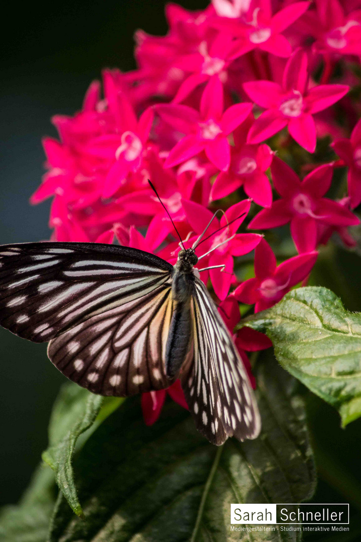 Schmetterling