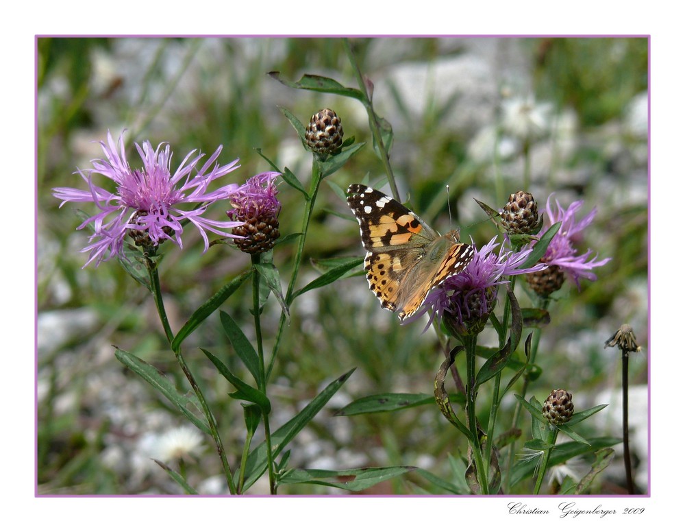 Schmetterling