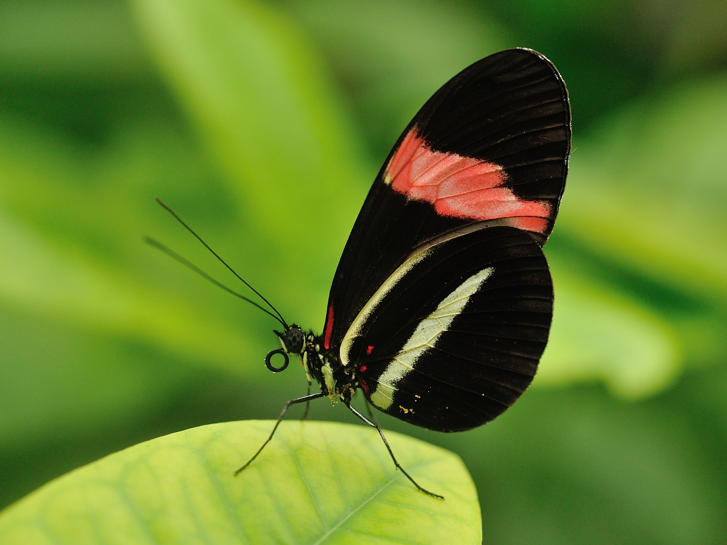 Schmetterling