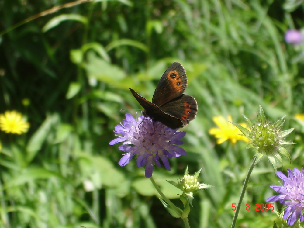 schmetterling