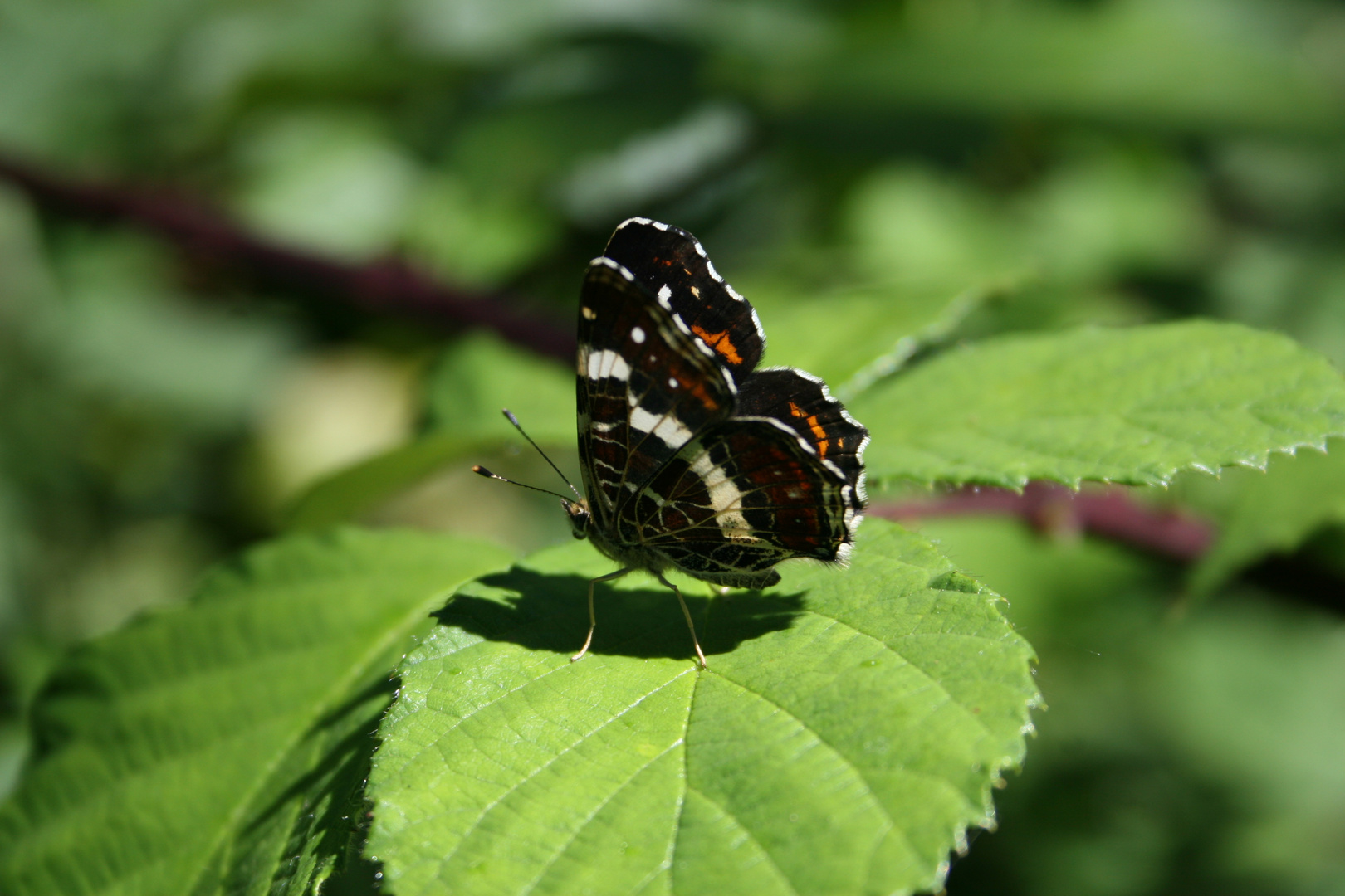 schmetterling