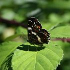 schmetterling