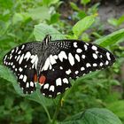 Schmetterling