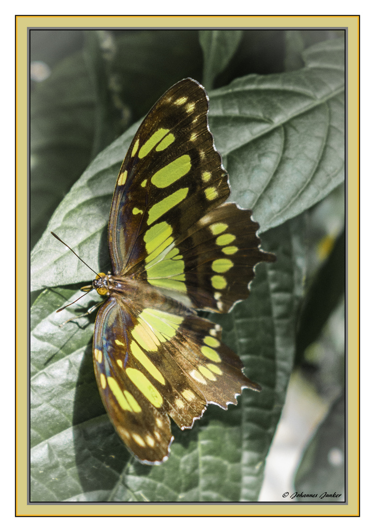 Schmetterling 