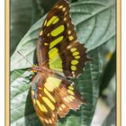 Schmetterling 