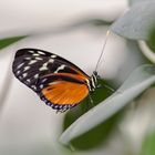 Schmetterling