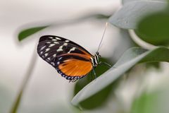 Schmetterling