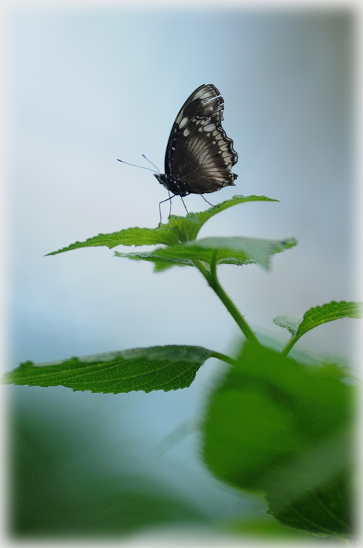 Schmetterling