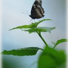 Schmetterling