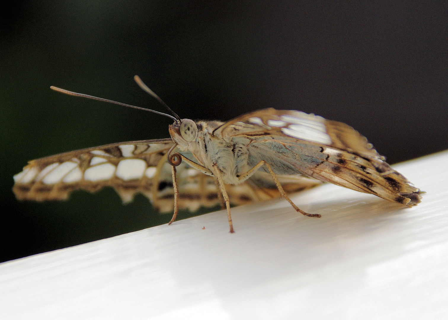 Schmetterling